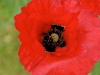 coquelicot